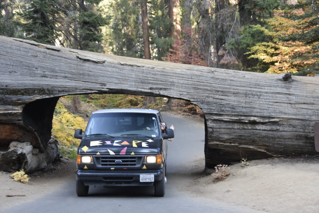 Foxy in Sequoia National Park